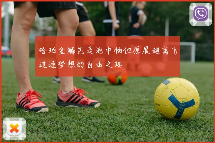 哈珀金鳞岂是池中物但愿展翅高飞追逐梦想的自由之路